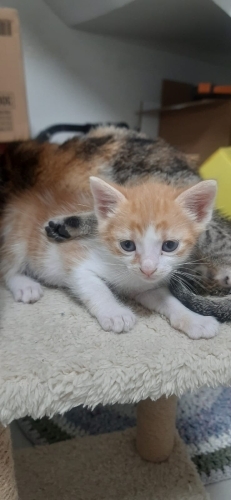 Minik sarmana yuva fotoğraf