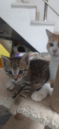 Tekir oğlana yuva fotoğraf
