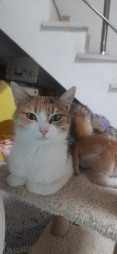 Güzel kızımıza ömürlük yuva fotoğraf
