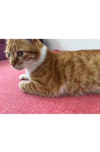 Çok akıllı ve sevikmeyi seven bir kedi fotoğraf