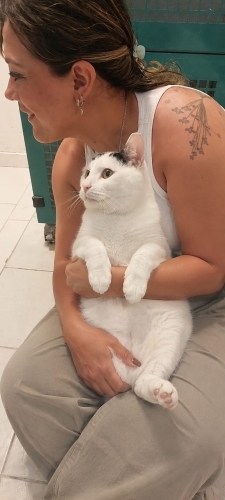 BİR KEDİYİ KAÇ KEZ TERK EDEBİLİRSİNİZ? PAMUK İKİNCİ KEZ TERK EDİLDİ BİR KLİNİĞE fotoğraf