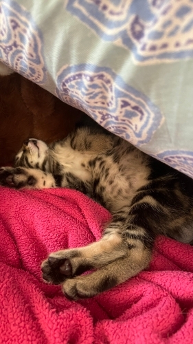 Minik sevecen uyumayı çok seven sıcakkanlı bi bebek fotoğraf
