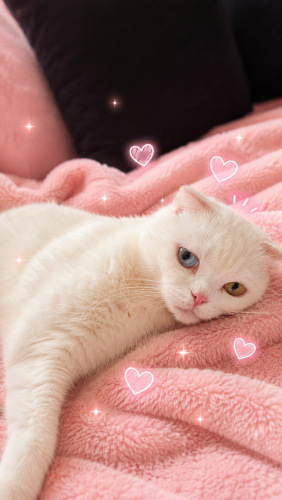 Ücretsiz sahiplenme Scottish fold fotoğraf