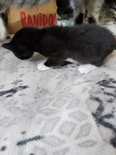 Dünyalar Tatlısı Yavru Sahiplendirilecek 🐱 fotoğraf