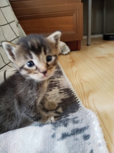Dünyalar Tatlısı Yavru Sahiplendirilecek 🐱 fotoğraf