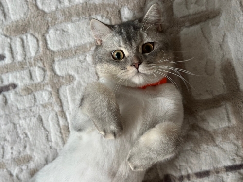 Can dostu, yol arkadaşı fotoğraf