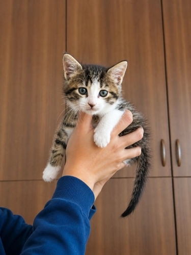 Ömürlük yuva arıyorum fotoğraf
