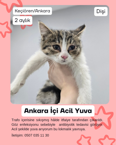 ANKARA TRAFODAN ÇIKAN YAVRUYA ACİL YUVA fotoğraf