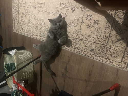 British shorthair ücretsiz sahiplendirme fotoğraf