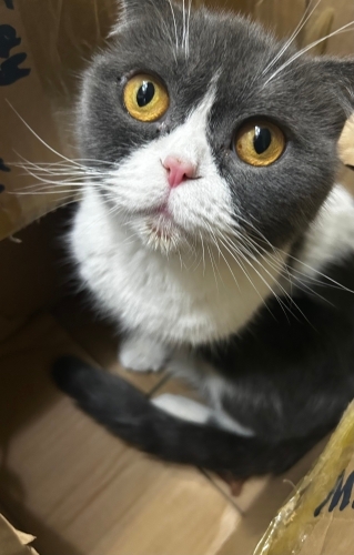 Dünyalar güzeli akıllı evladımıza ömürlük, sevgi dolu bir yuva arıyoruz! 🐾 fotoğraf