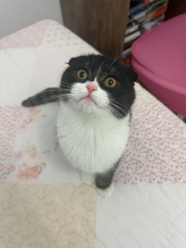 Tamamen Ücretsiz! Yuva Arayan Akıllı Yavru Kediler 🐱✨ fotoğraf