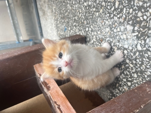 Miniklere yuva arıyoruz fotoğraf