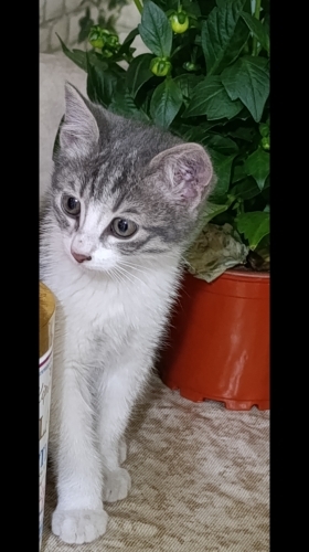 neşeli oyuncu hareketli fotoğraf