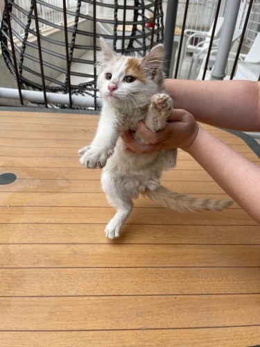 Minik Sarmanlar fotoğraf