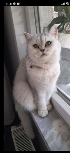 Ücretsiz sahiplendirme fotoğraf