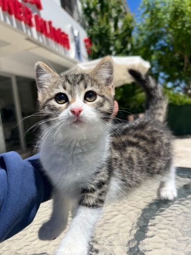 Güzel oğlana yuva fotoğraf