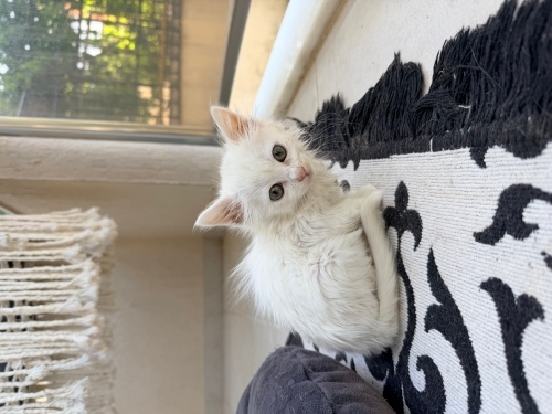 1 aylık bembeyaz bebek kedi fotoğraf