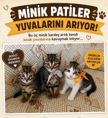 Minik Patiler Yuva Arıyor(2 dişi, 1 erkek) fotoğraf