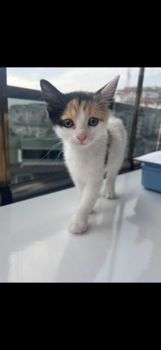 ‘Calico’ Sokağa gitmesin fotoğraf