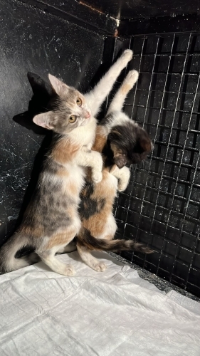 Minnoş yavru kedicik fotoğraf