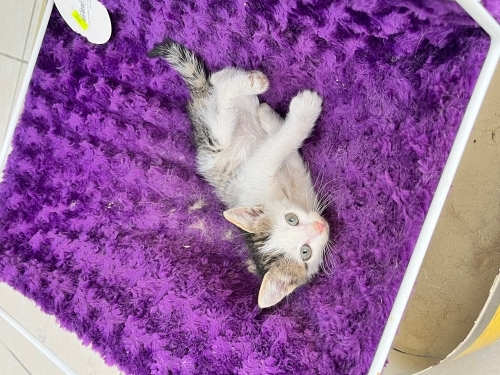 kliniğe bırakılan yavru kedi fotoğraf