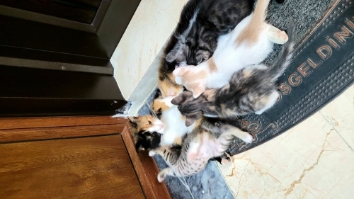 Masum bakışlı patili dost fotoğraf