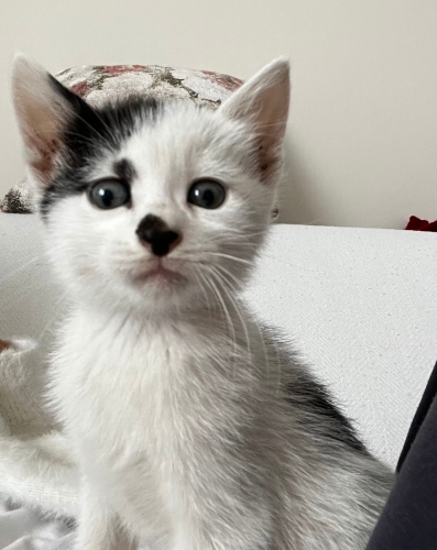 Çok sevimli minnoş fotoğraf