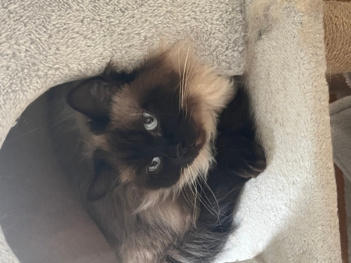 Siyam dişi kedi yuva arıyor fotoğraf