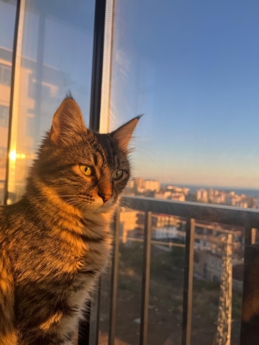 Kısır dişi kedim var, sakin ve sevecendir fotoğraf