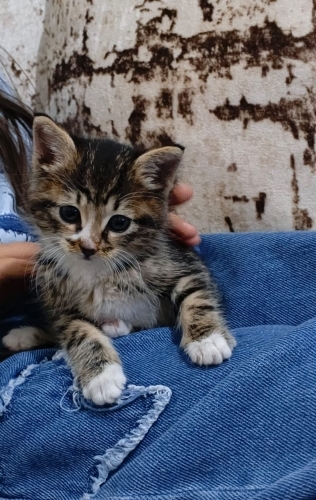 Minik kıza yuva olmak istermisiniz? fotoğraf