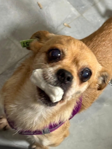 Chihuahua Kızımız Yeni Yuvasını Arıyor fotoğraf