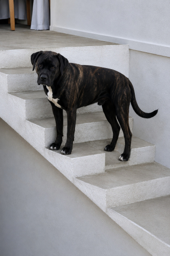 Ücretsiz sahiplenme labrador melez acil yuva fotoğraf