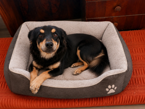 Ücretsiz sahiplenme pinscher melez küçücük irk acil yuva fotoğraf