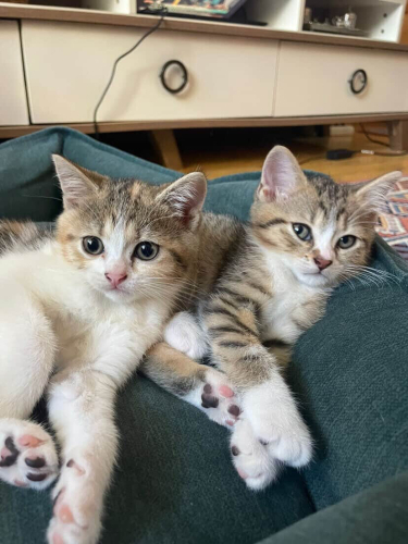 British Shorthair Yavrular Yeni Ailelerini Arıyor fotoğraf