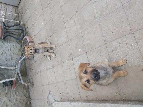 Yavru Alman Çoban Köpeği fotoğraf