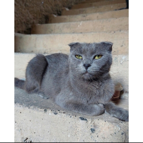 Evden atılan 3 kedi fotoğraf