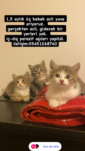 BRİTİSH KIRMASİ ANNENİN YAVRULARI ACİL YUVA ARIYOR fotoğraf