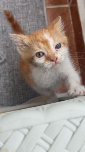 1 Aylık Bebek Kedi fotoğraf