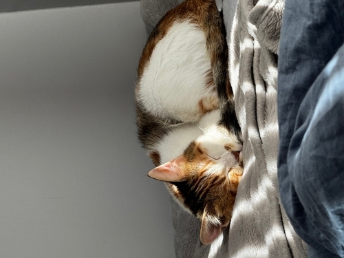 Yavru kedi 4 aylık fotoğraf