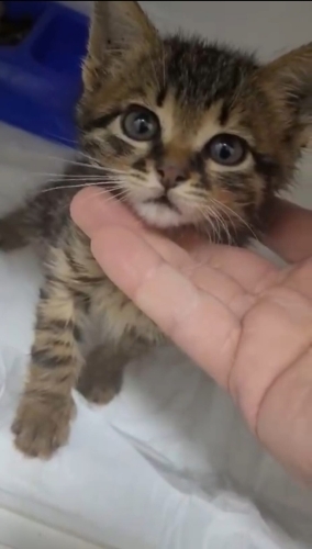 Dünya tatlısı bebişler Topaç ve Göbüş🐱🐾 fotoğraf