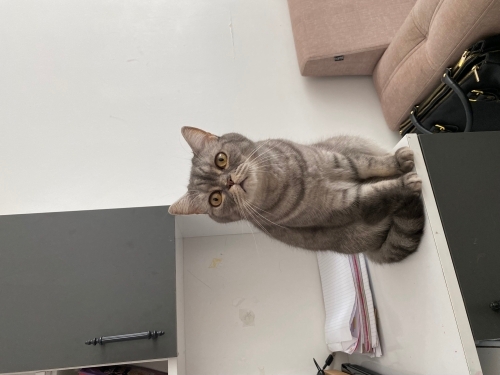 3 yaşında kısırlaştırılmış fotoğraf
