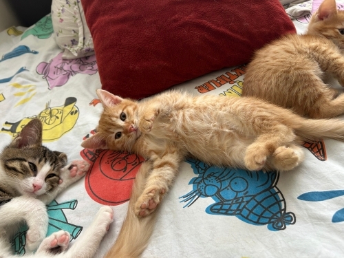Sarı bebek yuva arıyor fotoğraf