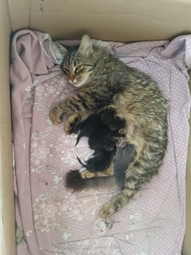 Güzeller güzeli 4 kedi annemiz çocuklarıyla beraber yeni sıcak yuvasını arıyor fotoğraf