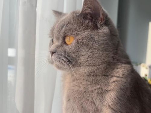 Luna’mız; kısırlaştırılmış 3 yaşında dişi aşıları tam British Short Hair fotoğraf