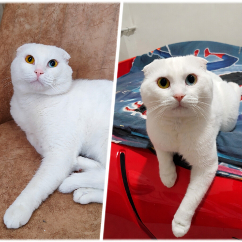 Pati dostumuza yuva arıyoruz fotoğraf