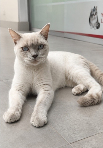 SOKAKTA KEDİLER TARAFINDAN DÖVÜLÜRKEN ÇARESİZ HALDEYDİ,YUVA OLUR MUSUNUZ? fotoğraf