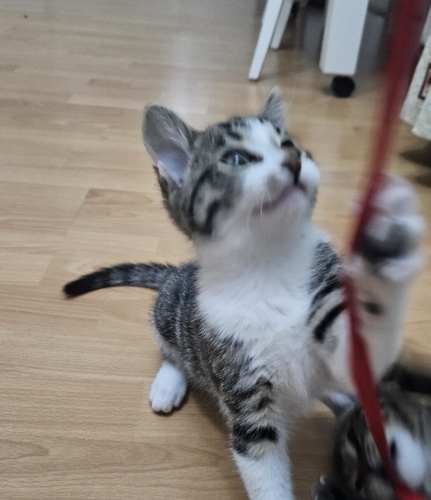 Tatlı Pamuk şekeri fotoğraf