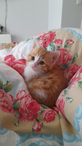 Minik yavru ömürlük yuvasını arıyor 🐾 fotoğraf
