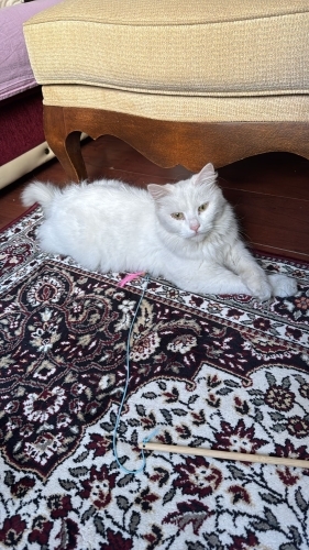 Acil yuva aranıyor fotoğraf
