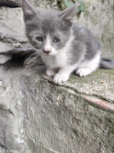 3 KARDEŞ ACİL YUVA fotoğraf